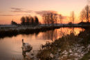 Sunset Swans
